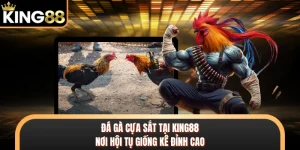 Đá Gà Cựa Sắt Tại KING88 - Nơi Hội Tụ Giống Kê Đỉnh Cao